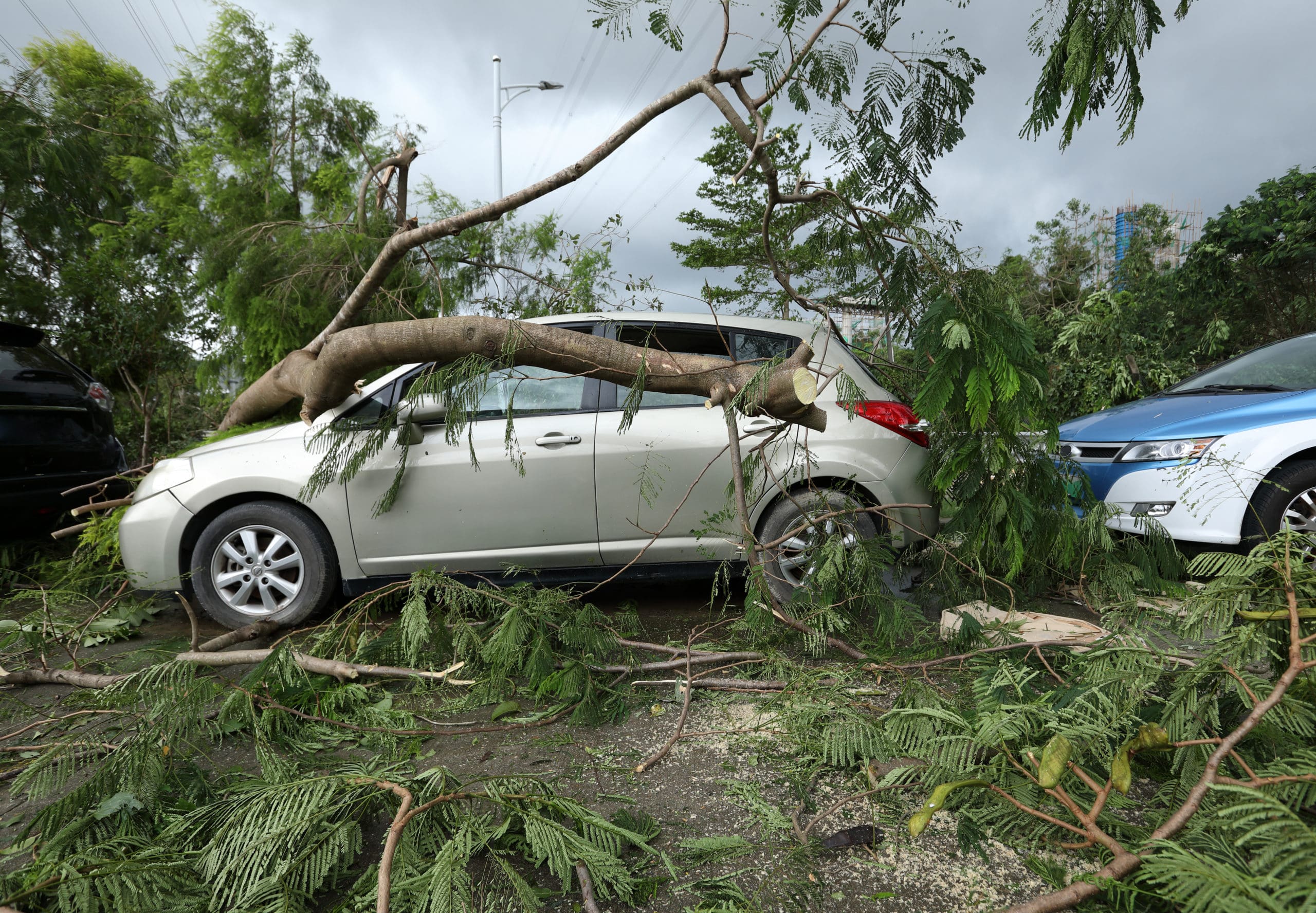 Broken tree fallen on top of parked car