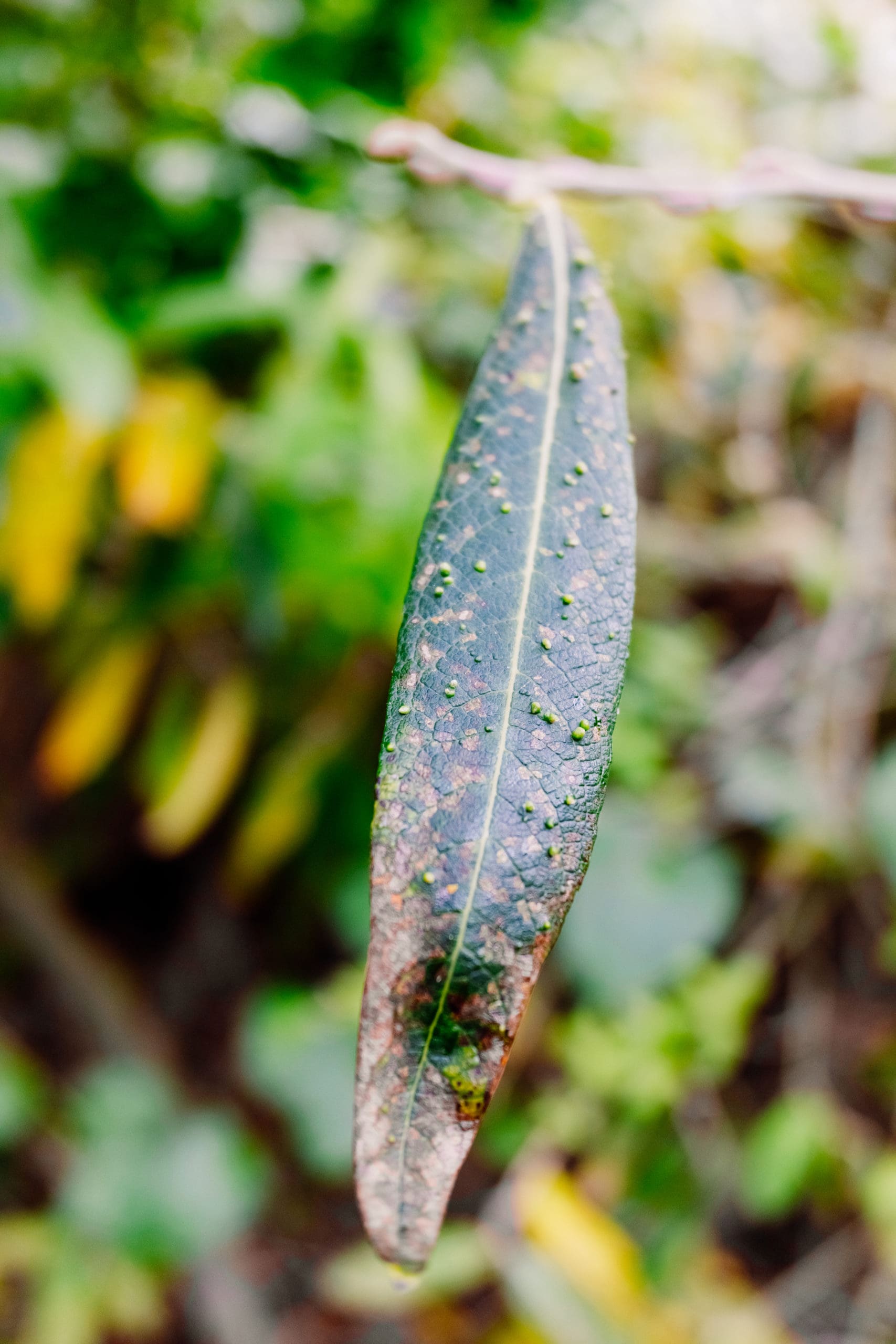 Bumps on the green leaves of a plant caused by gall mites