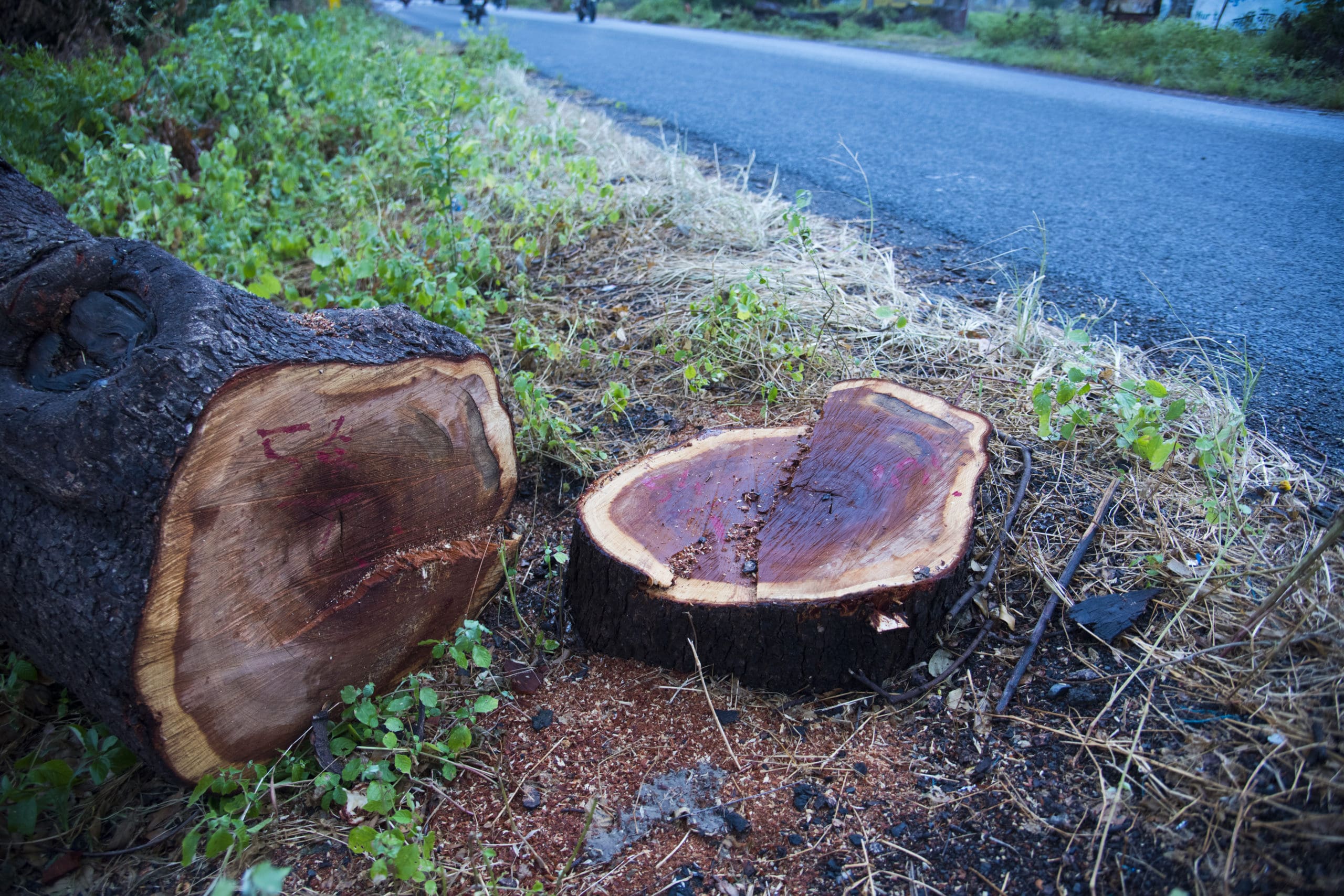 a tree stump on the side of the road