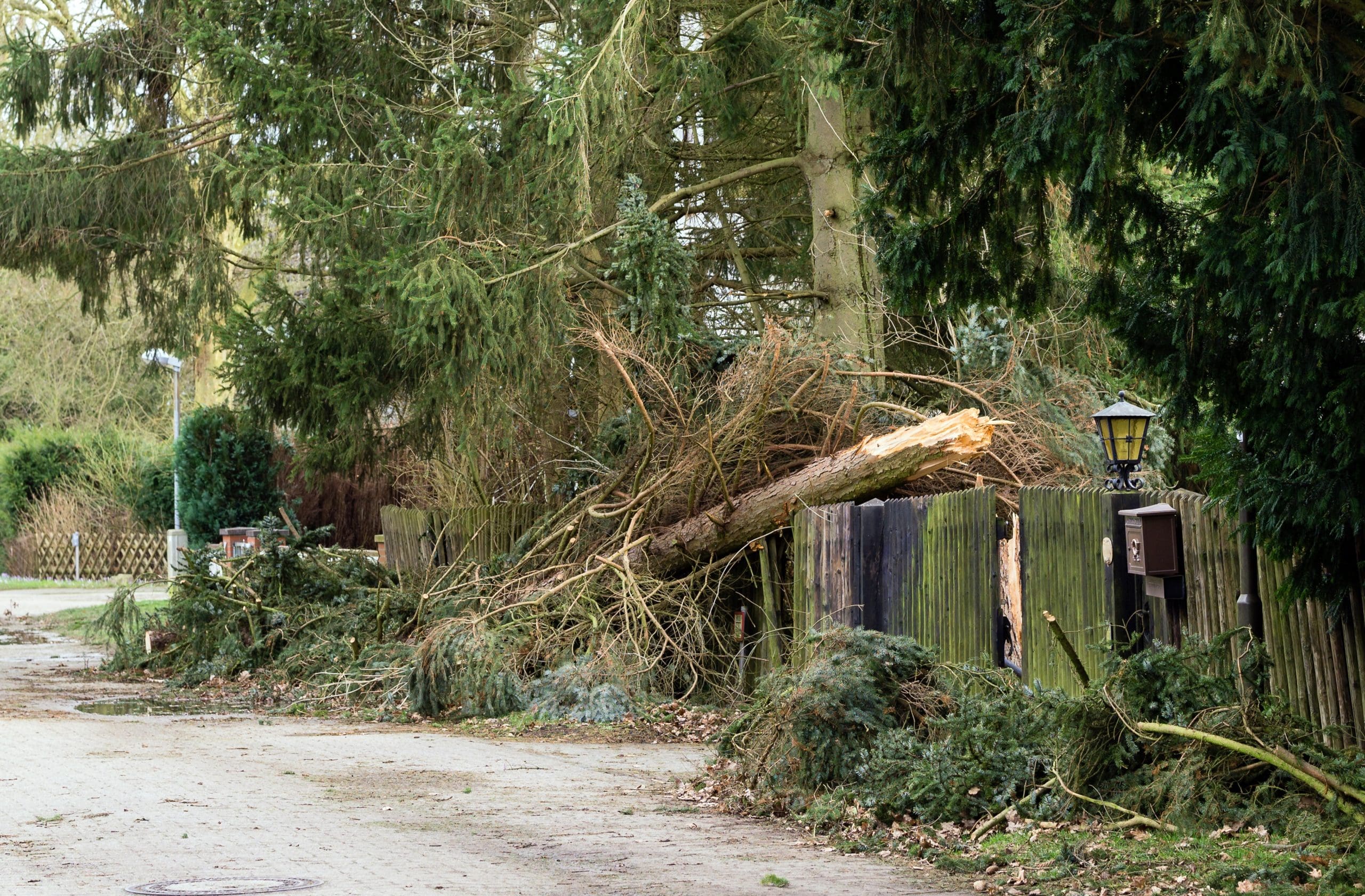 a tree that has fallen on a fence