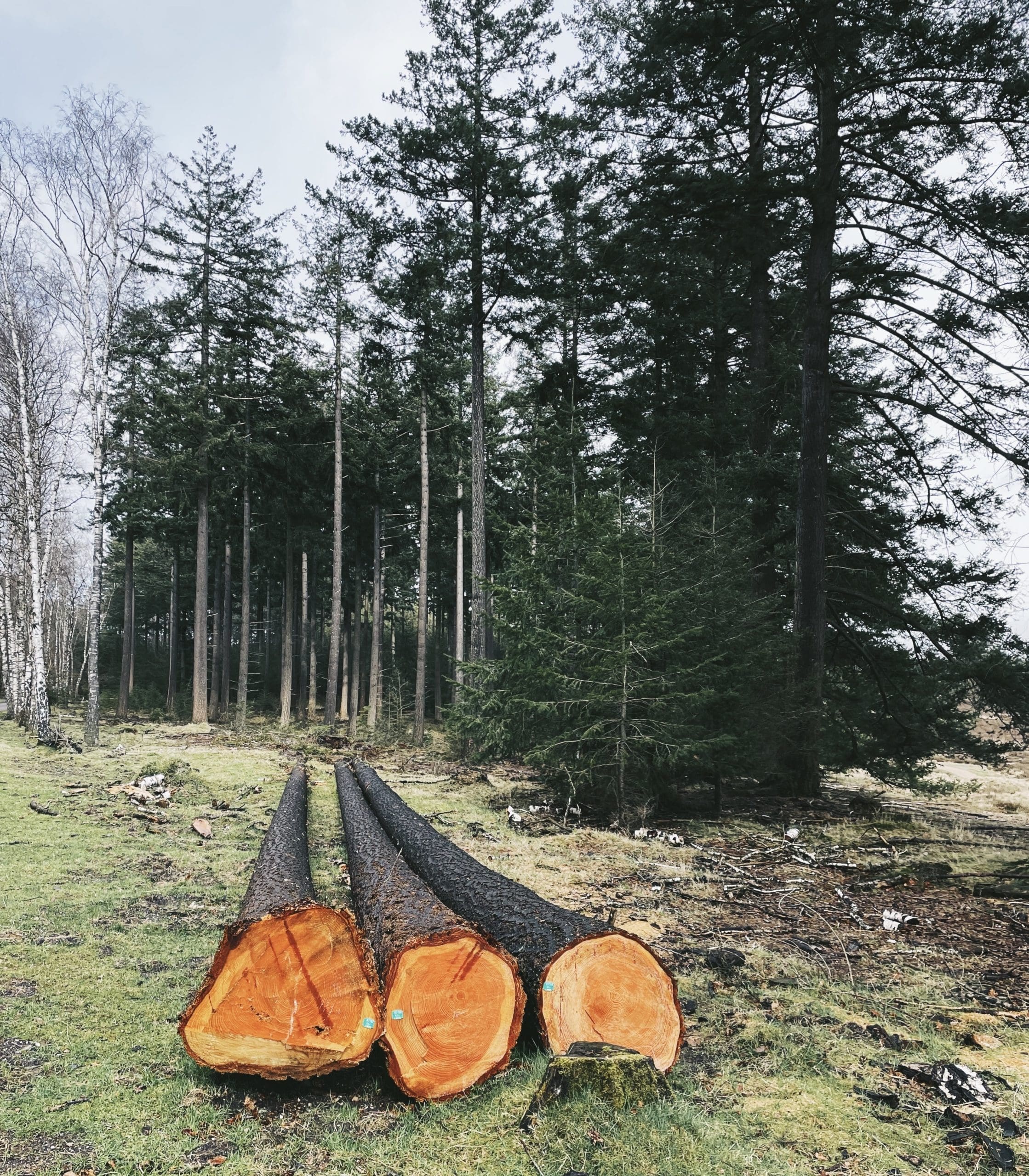 trees on the ground after being cut