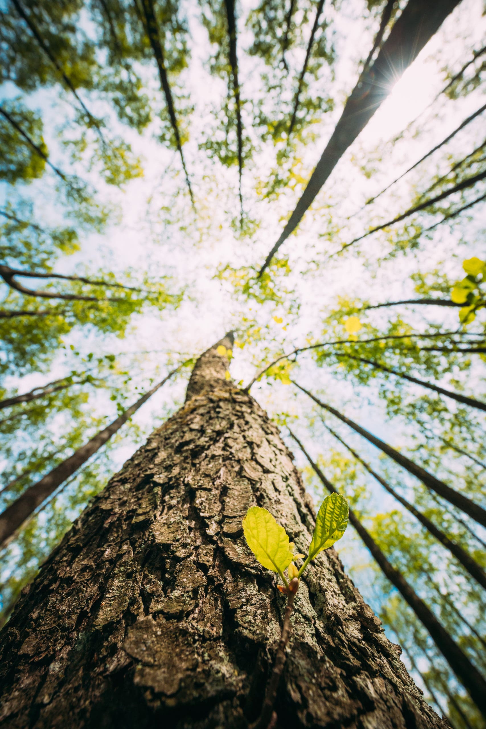 an upward angled image of a large tree