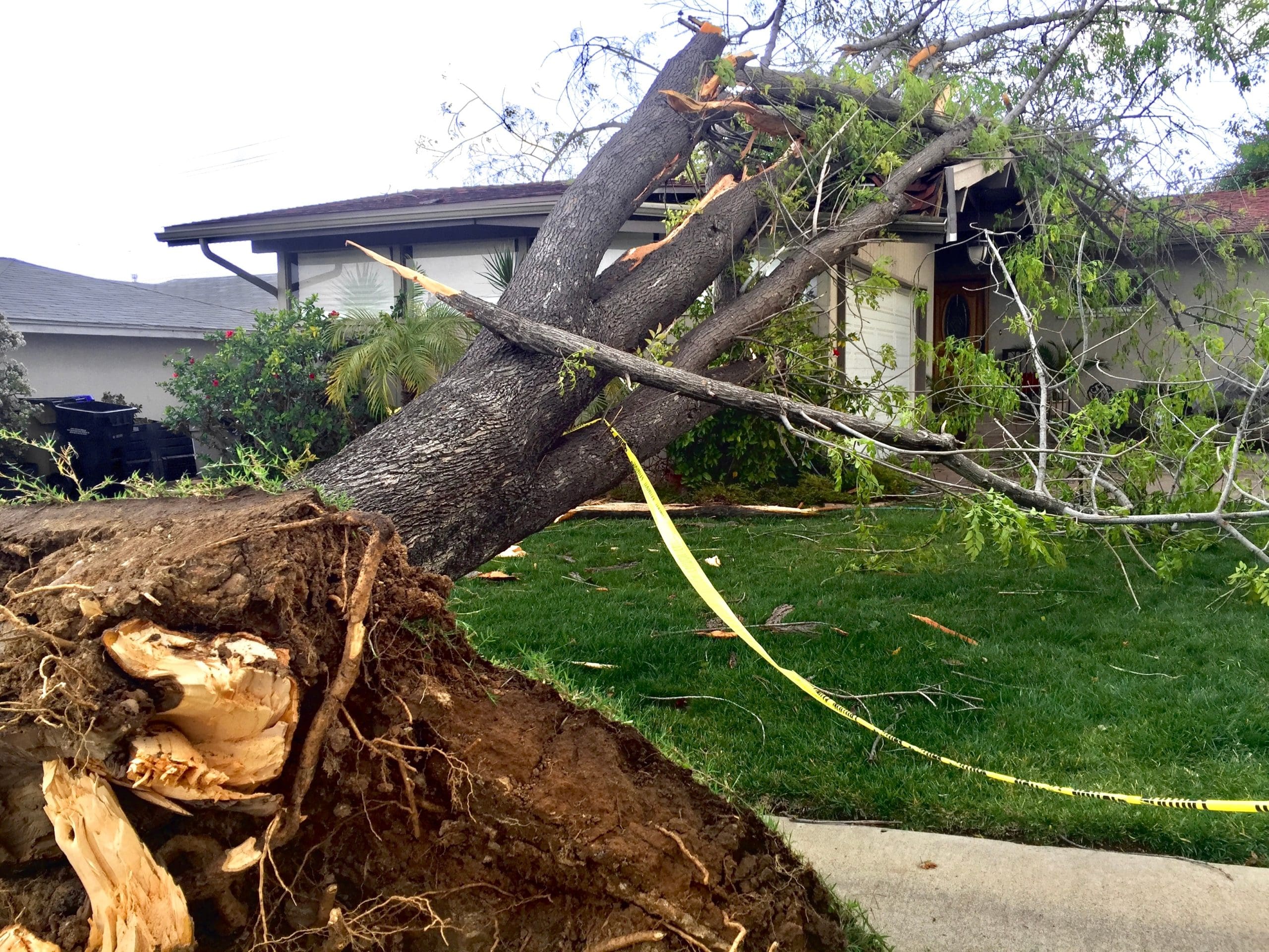 a fallen tree next to a house