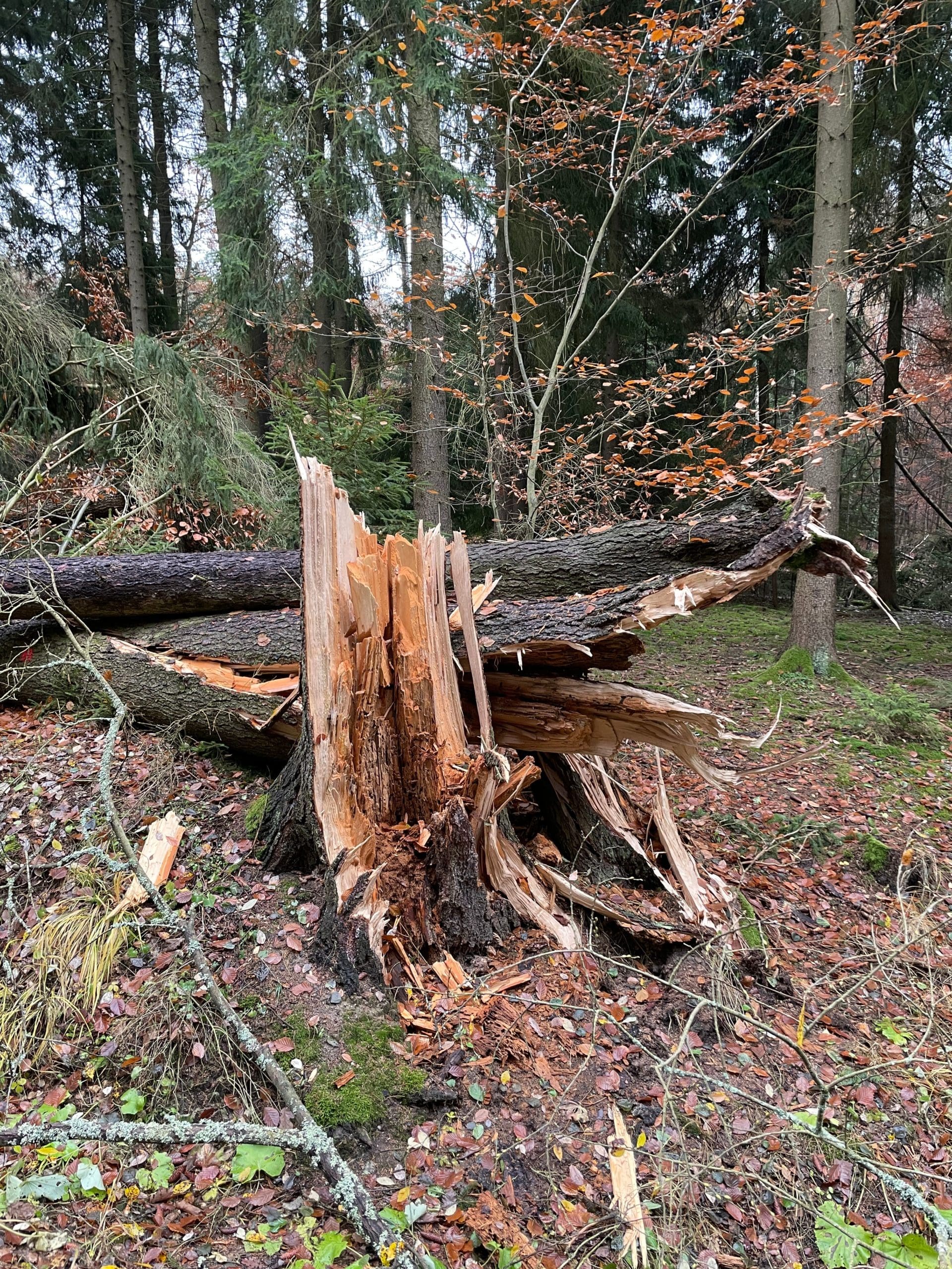 a fallen tree after a storm