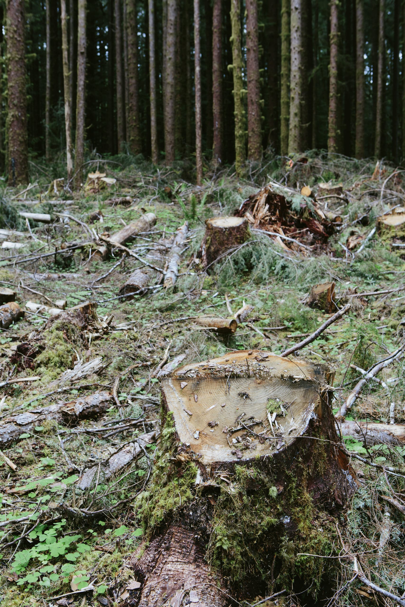 tree stumps next to recently cut trees
