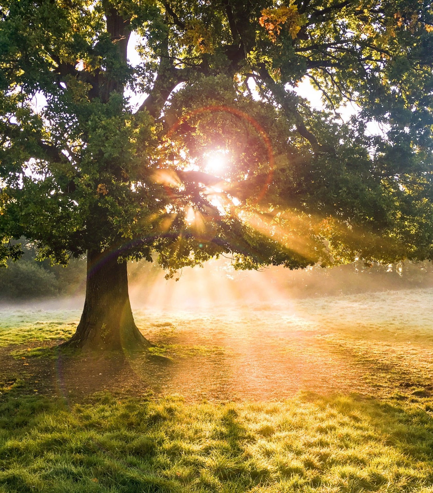 sunrise behind a beautiful oak tree