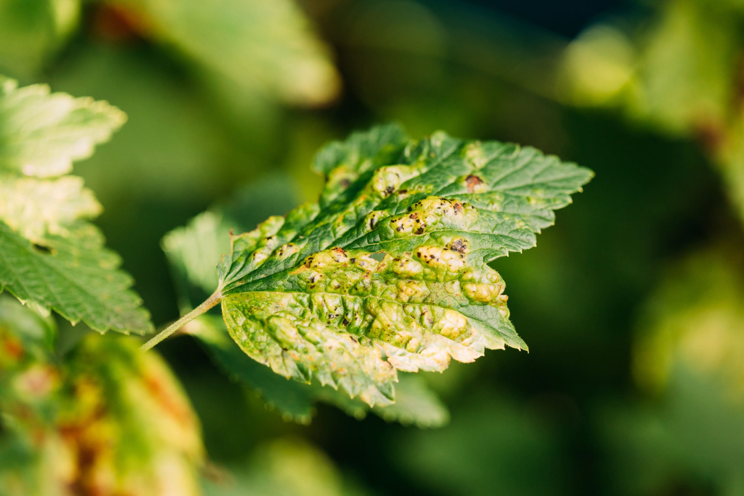 Leaf Gall Midges On Red Currant Leaves