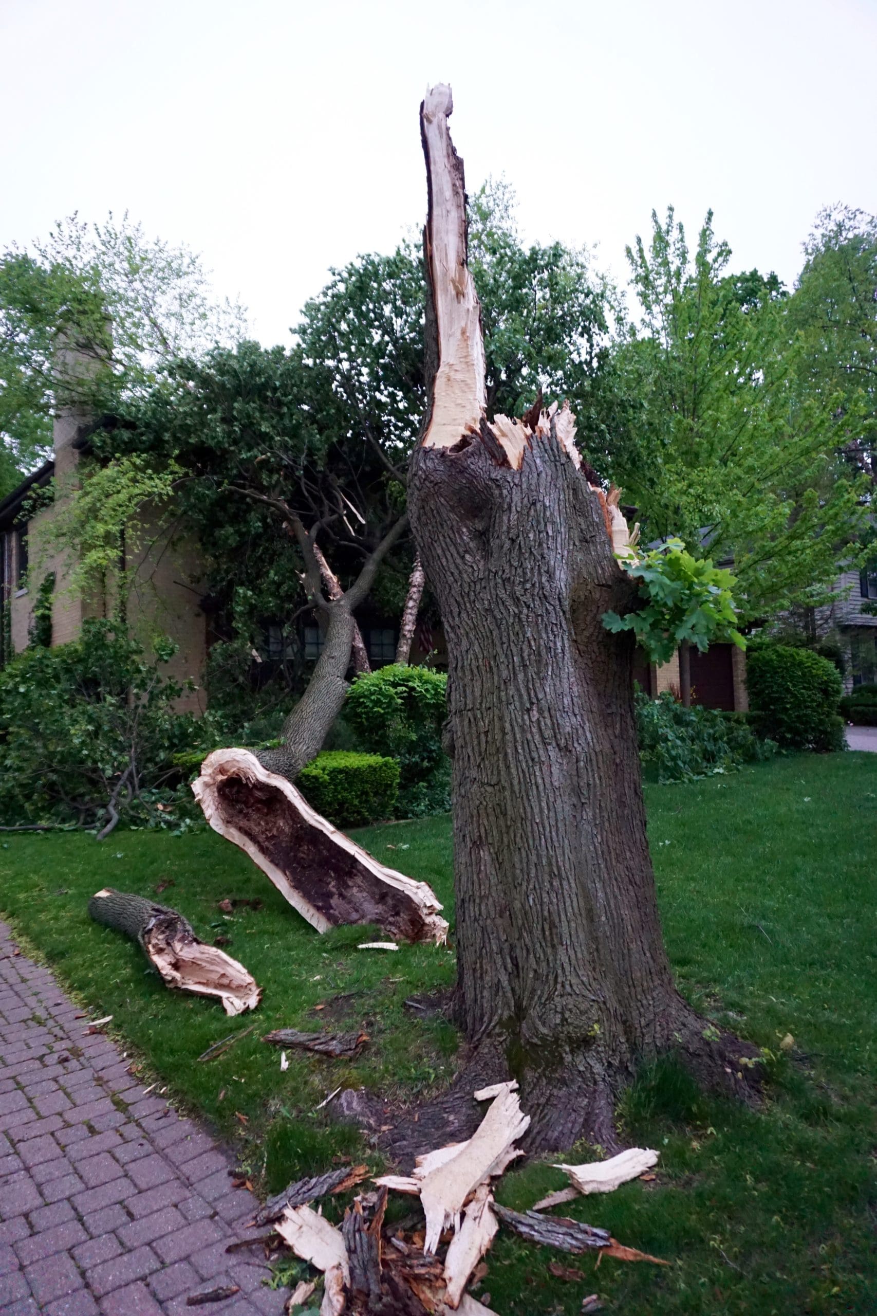 a tree damaged by a storm